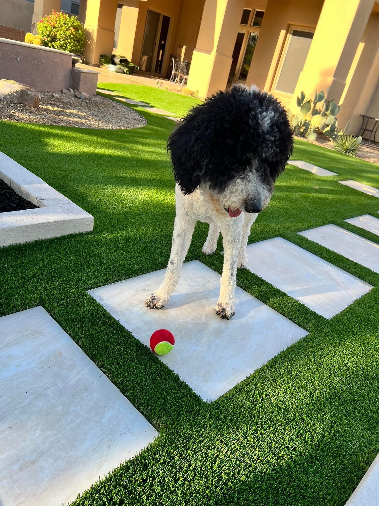 A black and white doodle dog stands on a concrete stepping stone in a backyard, looking down at a red ball.