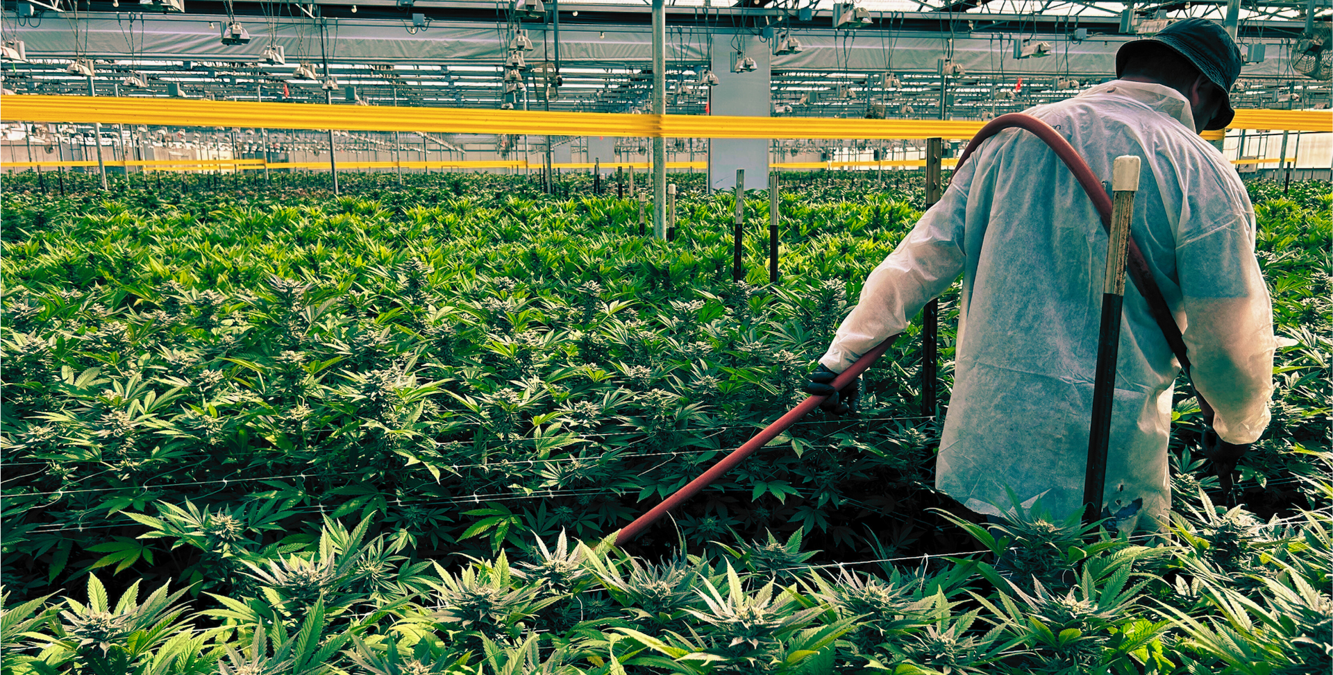 Organic Farm of cannabis plants. The farmer is watering cannabis plants in a large indoor growing facility. 