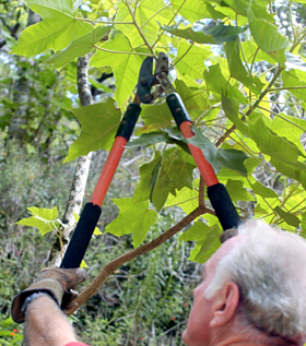 Man Trimming tree - Tree Trimming in Brooklyn Park, MN