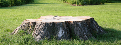 Tree Stump - Stump removal in Brooklyn Park, MN