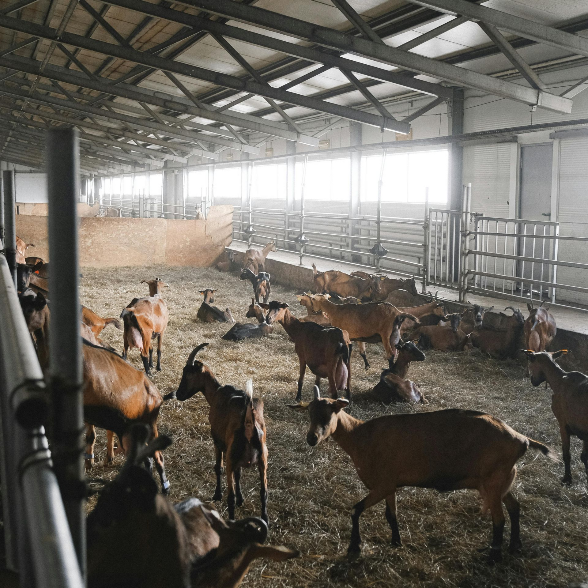 Capre all'interno di una stalla con pavimento ricoperto di fieno e recinzione metallica. Una luce intensa filtra dal retro.
