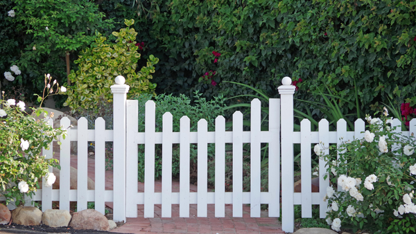 White picket fence with gate, surrounded by green foliage and white roses.