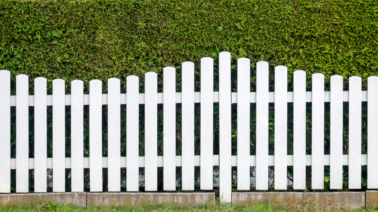 White picket fence in front of a green hedge.