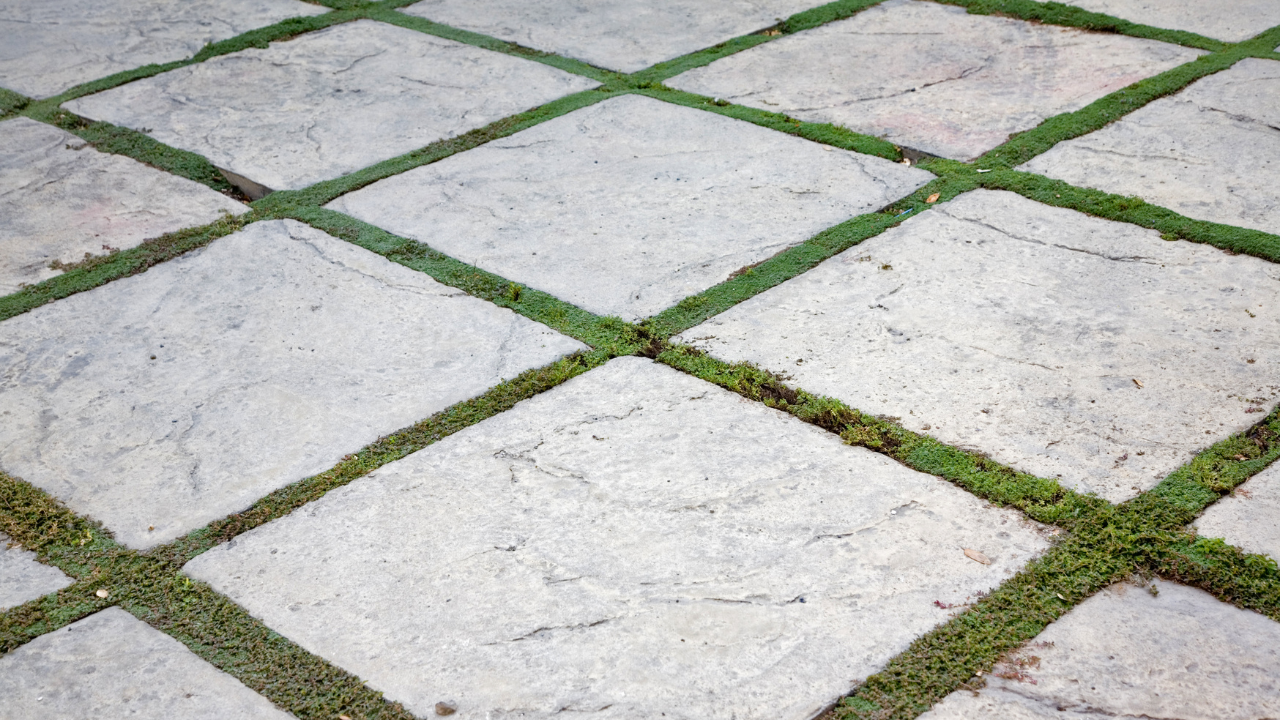 Gray square paving stones with diagonal lines of green grass between them.