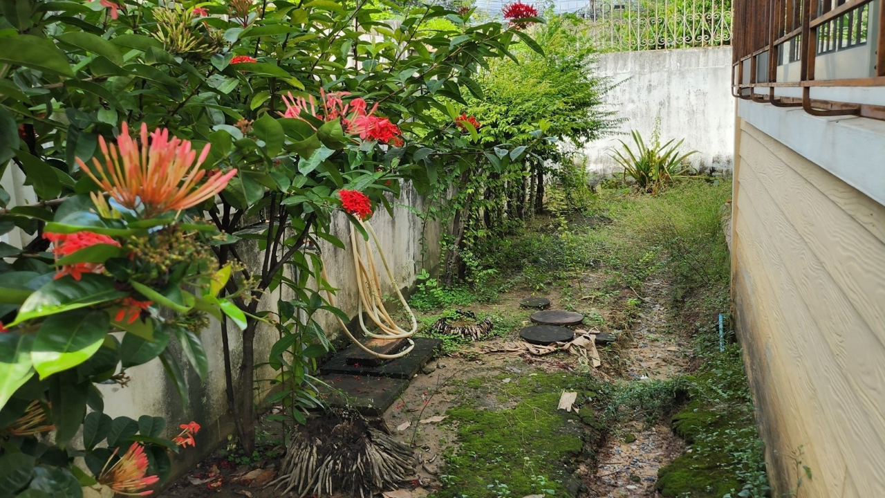 Flowering plants next to a concrete wall and a weedy ditch along a building's side.