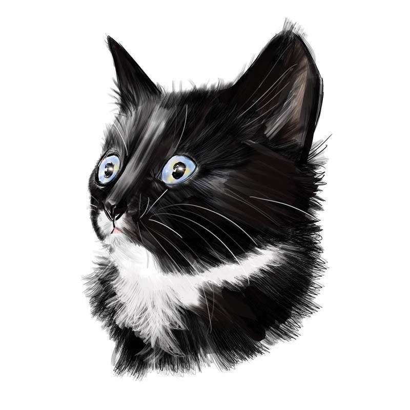 Pet portraits Gallery page-Pet Caricature Have Your Pets Drawn | Personalised Pet Portraits