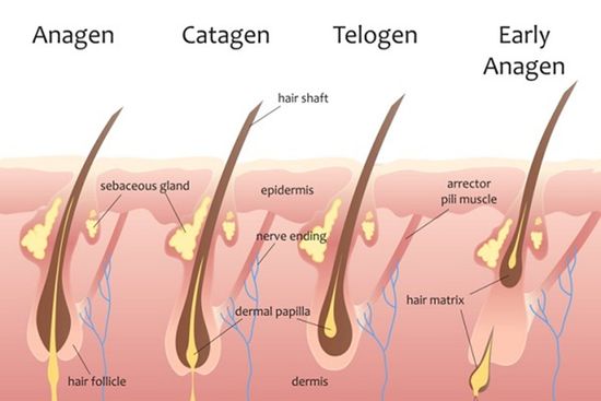 ciclo di vita del pelo