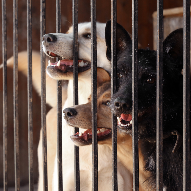 Dog fencing helping homeowners and neighbors feel secure