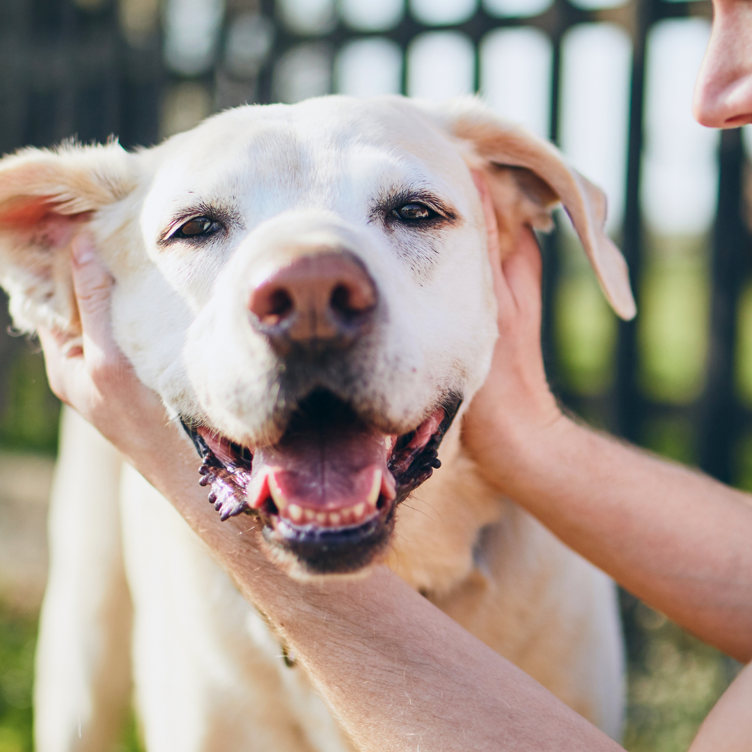 Dog being loved by his owner with a new gate for the back yard