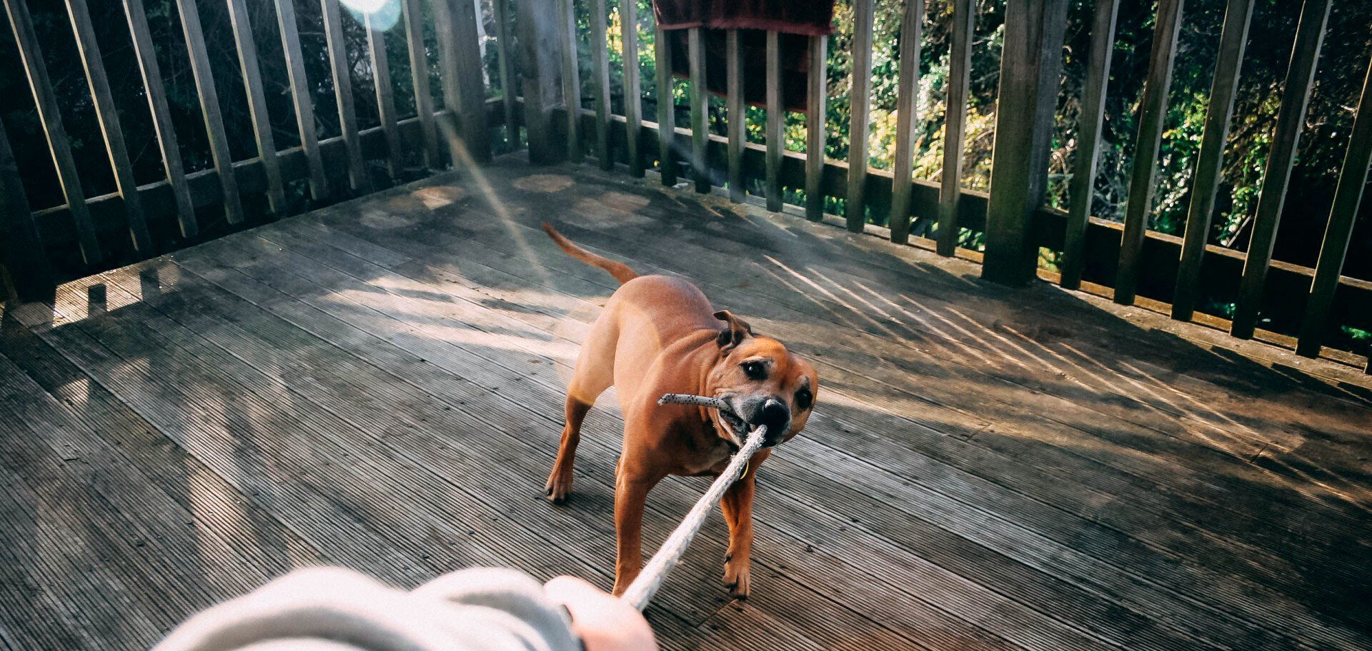 Training dogs on a fenced in deck area