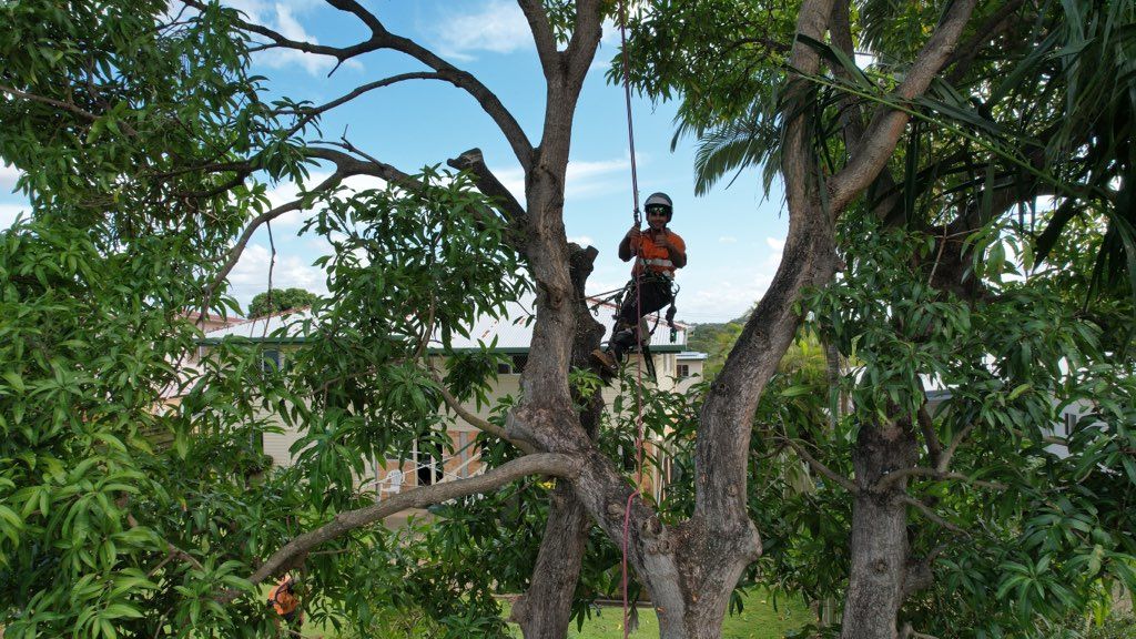 An arborist wearing a helmet and safety harness performs tree trimming work high up in a large, leafy tree.