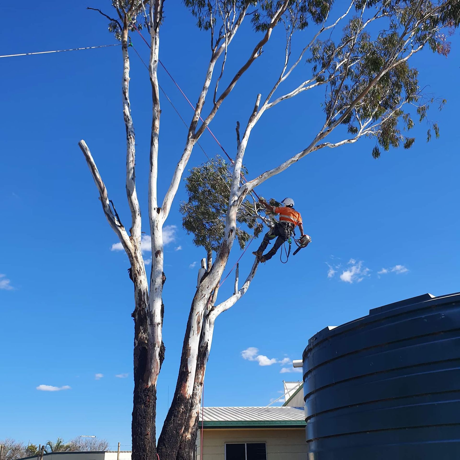 An arborist in a high-visibility orange shirt uses a chainsaw to prune a tall, white-barked tree near a house and tank.