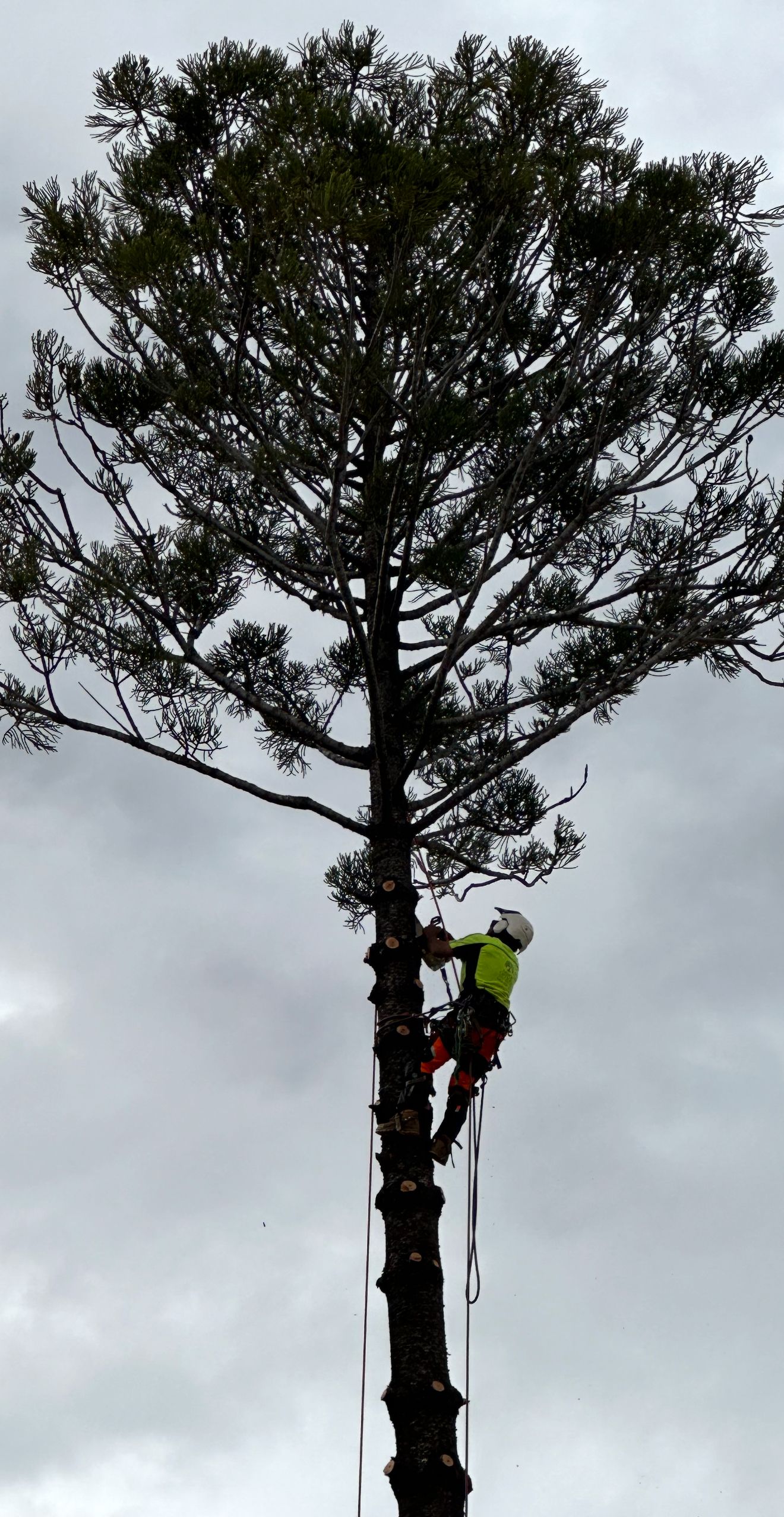 An arborist in high-visibility gear climbs a tall pine tree to perform maintenance against a cloudy sky.