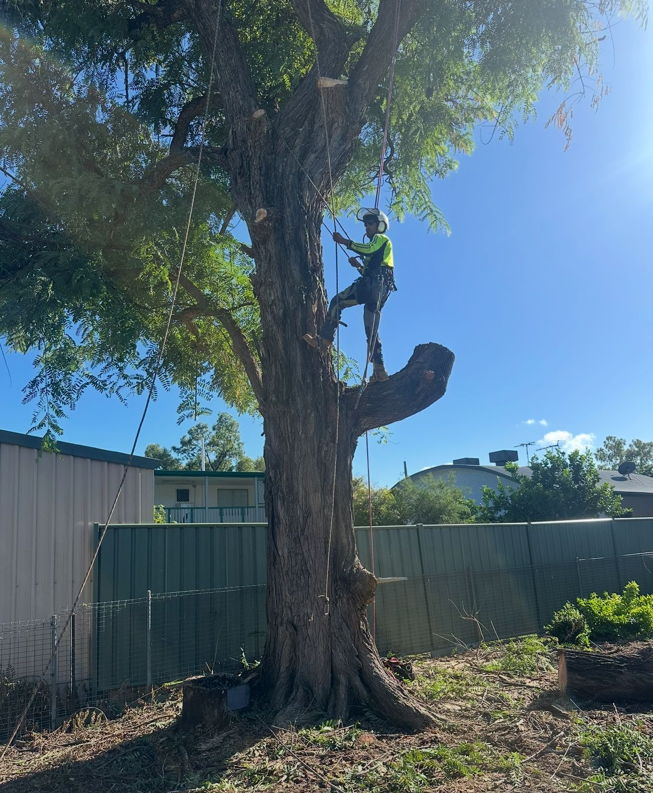 An arborist in high-visibility gear suspended by ropes in a large tree, performing pruning work in a residential yard.