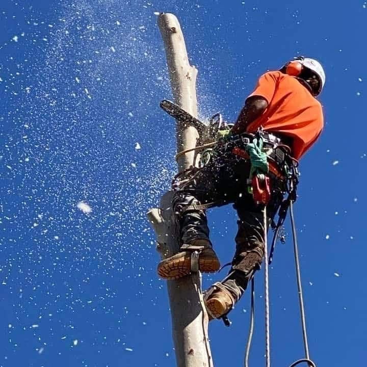 An arborist in an orange shirt uses a chainsaw to cut a tall tree trunk, with sawdust flying against a bright blue sky.