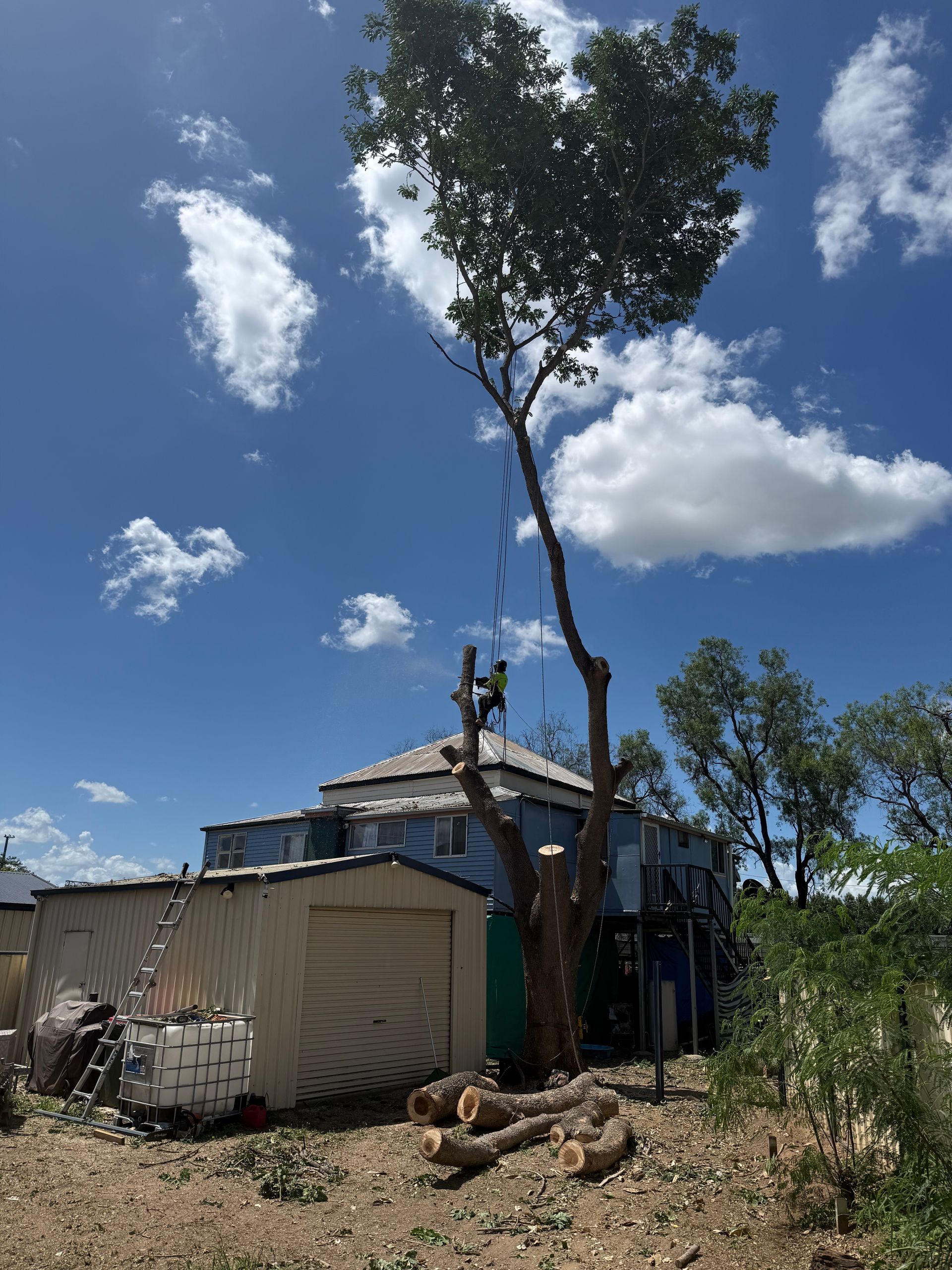 A person works atop a tree next to a house under a blue sky, with a garage and cut logs in the foreground.