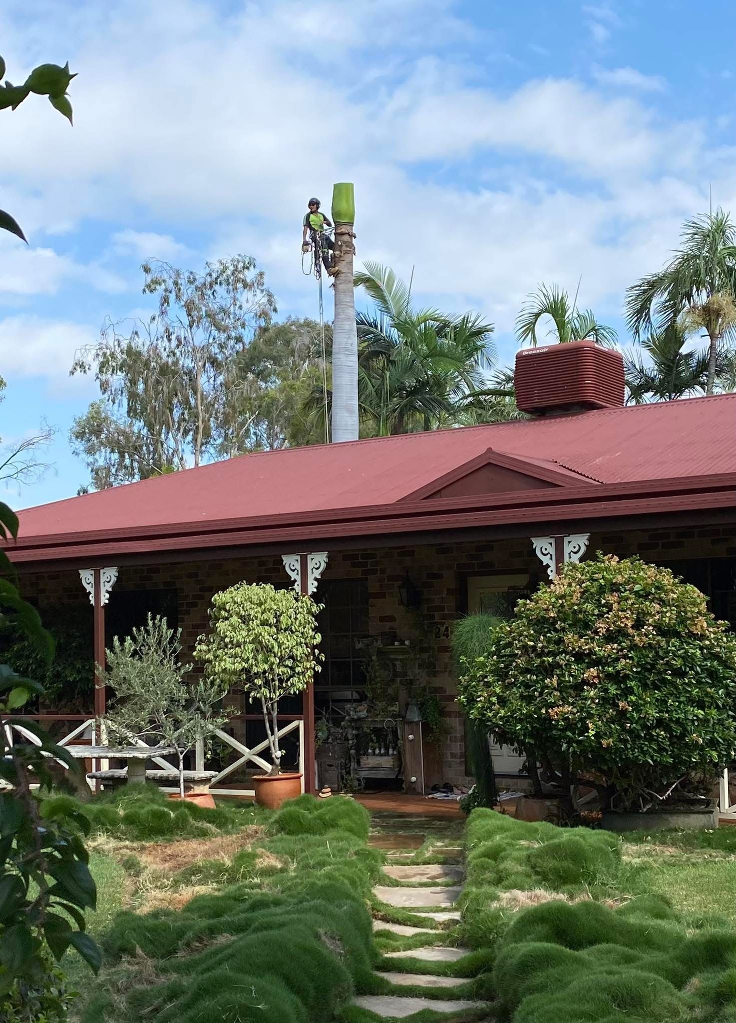 A worker in climbing gear trims the top of a tall palm tree next to a house with a red roof and a stone porch.