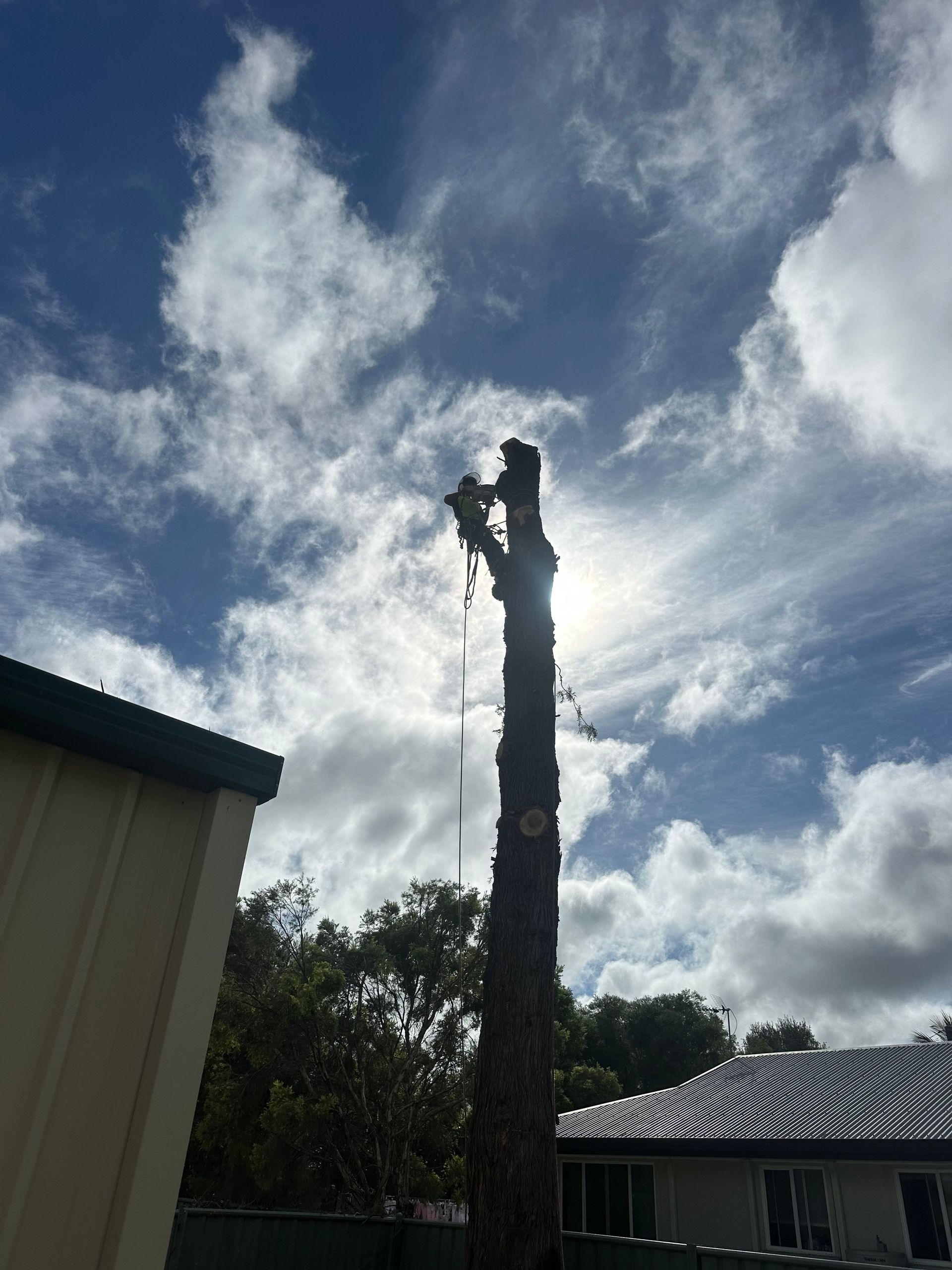 A tall, bare tree trunk stands against a bright, cloudy blue sky, with a house roof visible in the background.