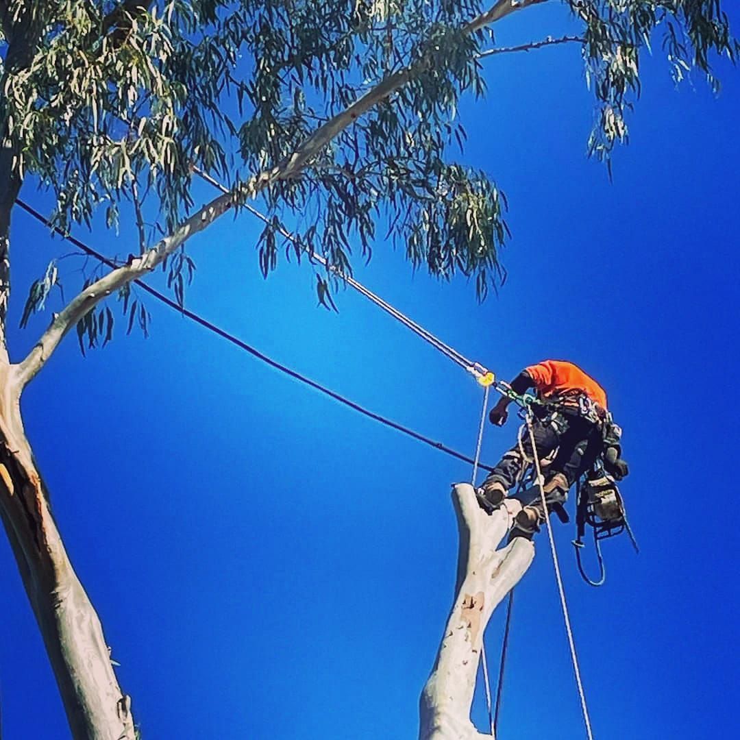Arborist in Orange Shirt — Arbor Options Tree Service In Emerald, QLD