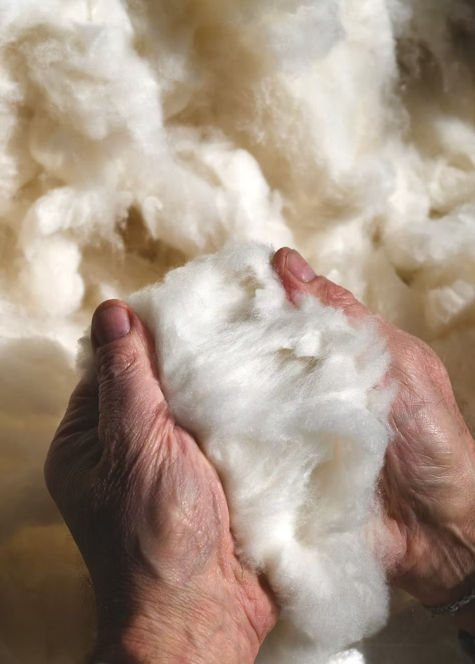 Mani che tengono una massa di morbida lana bianca.