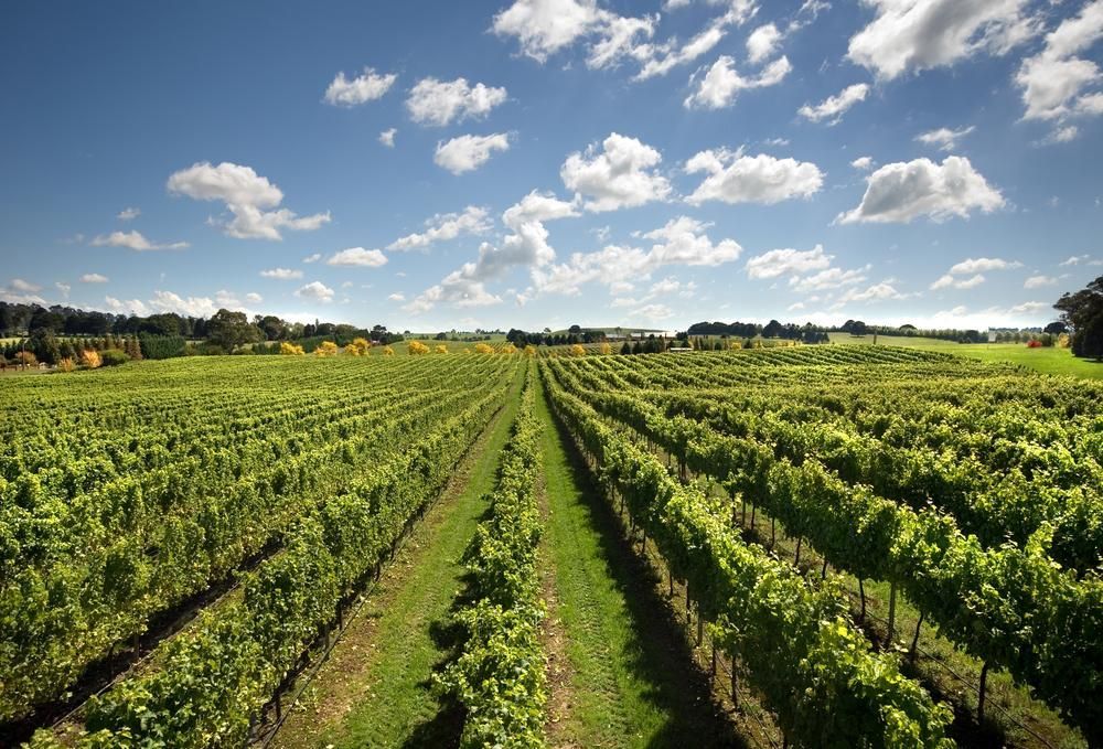 A Vineyard With Rows of Vines Growing on a Sunny Day — Solarblu Pty Ltd In Sutton Forest, NSW