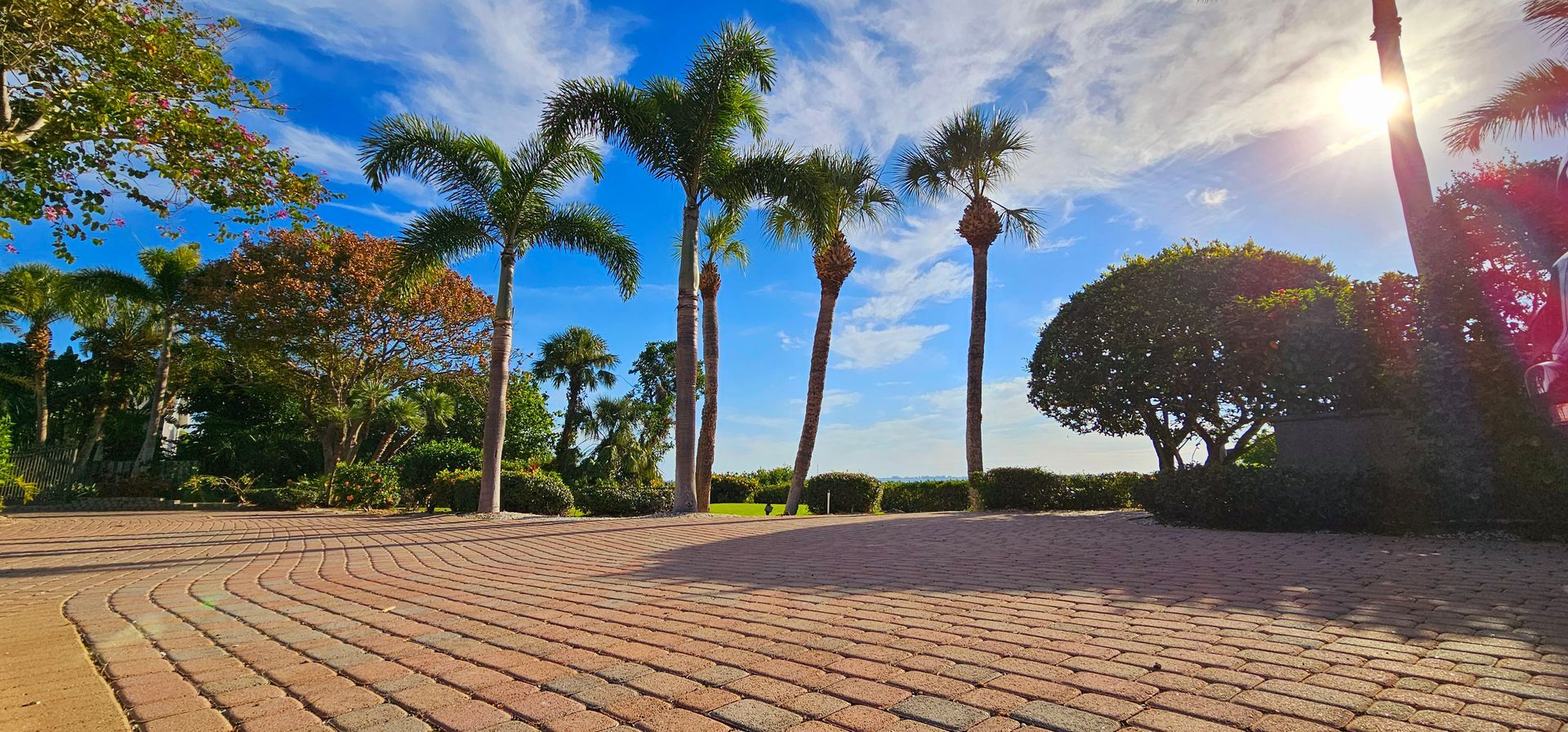 The sun is shining through the palm trees in the park.