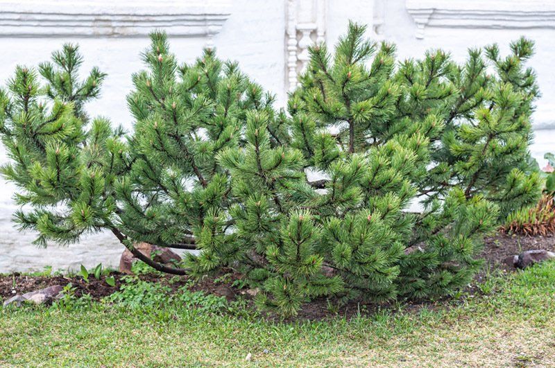 shrub removal