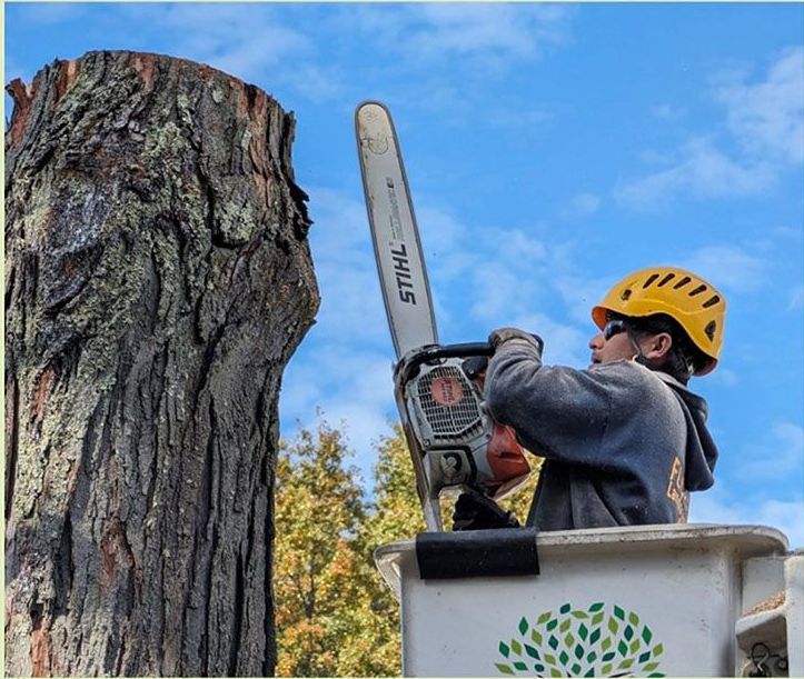 Arborist using a chainsaw in a lift to cut a tree stump; blue sky, yellow helmet.