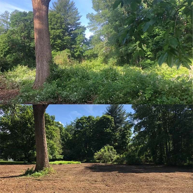Top: Overgrown area of trees and shrubs. Bottom: Cleared, dirt area with trees in the background.