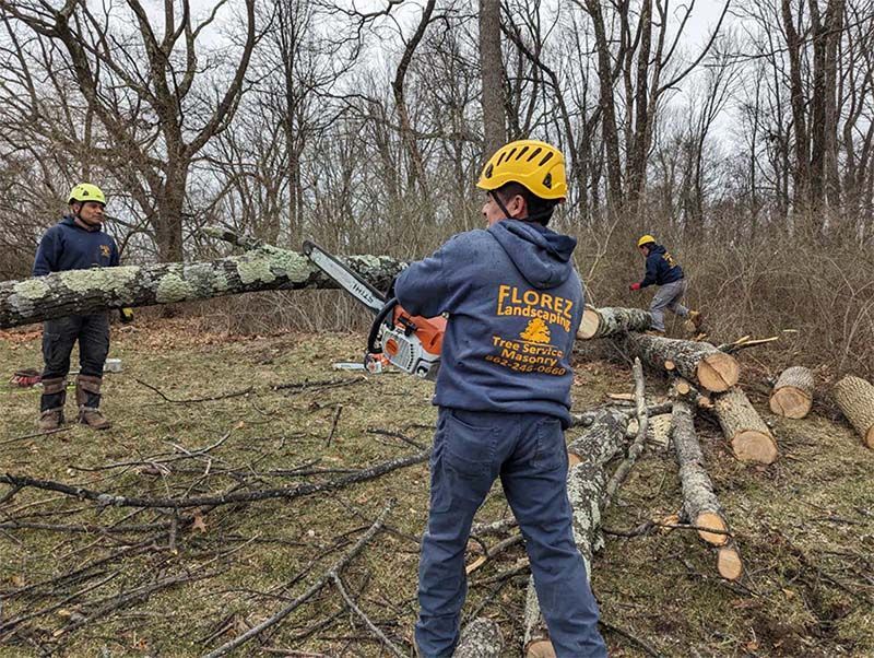 A man is cutting a tree with a chainsaw in the woods.