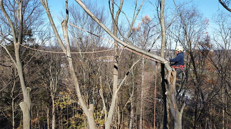 Person in a harness and hard hat pruning a tree branch, a rope bridge visible, forest backdrop.