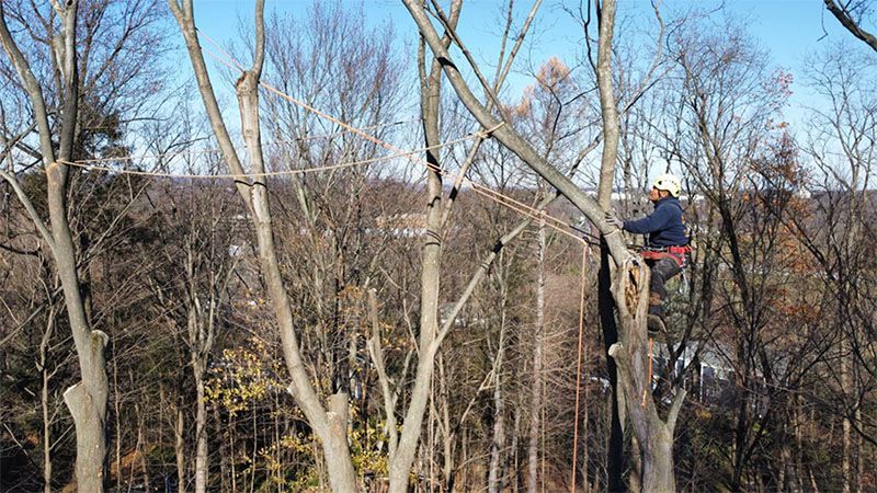 Arborist in tree, wearing helmet and harness, pruning branches in a wooded area on a sunny day.