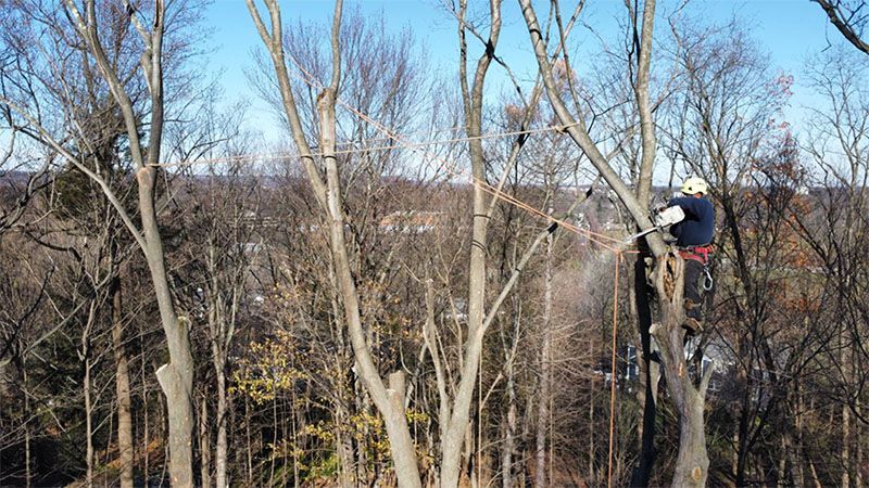Arborist in a tree, cutting branches with a chainsaw. Clear blue sky, winter trees.