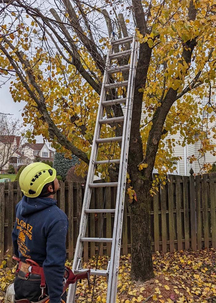 Man in yellow helmet looks up at ladder against a tree with yellow leaves; outside.