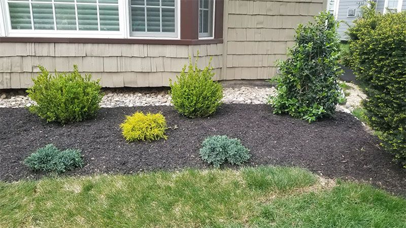 Green and yellow shrubs in dark mulch border a house with a grass lawn.