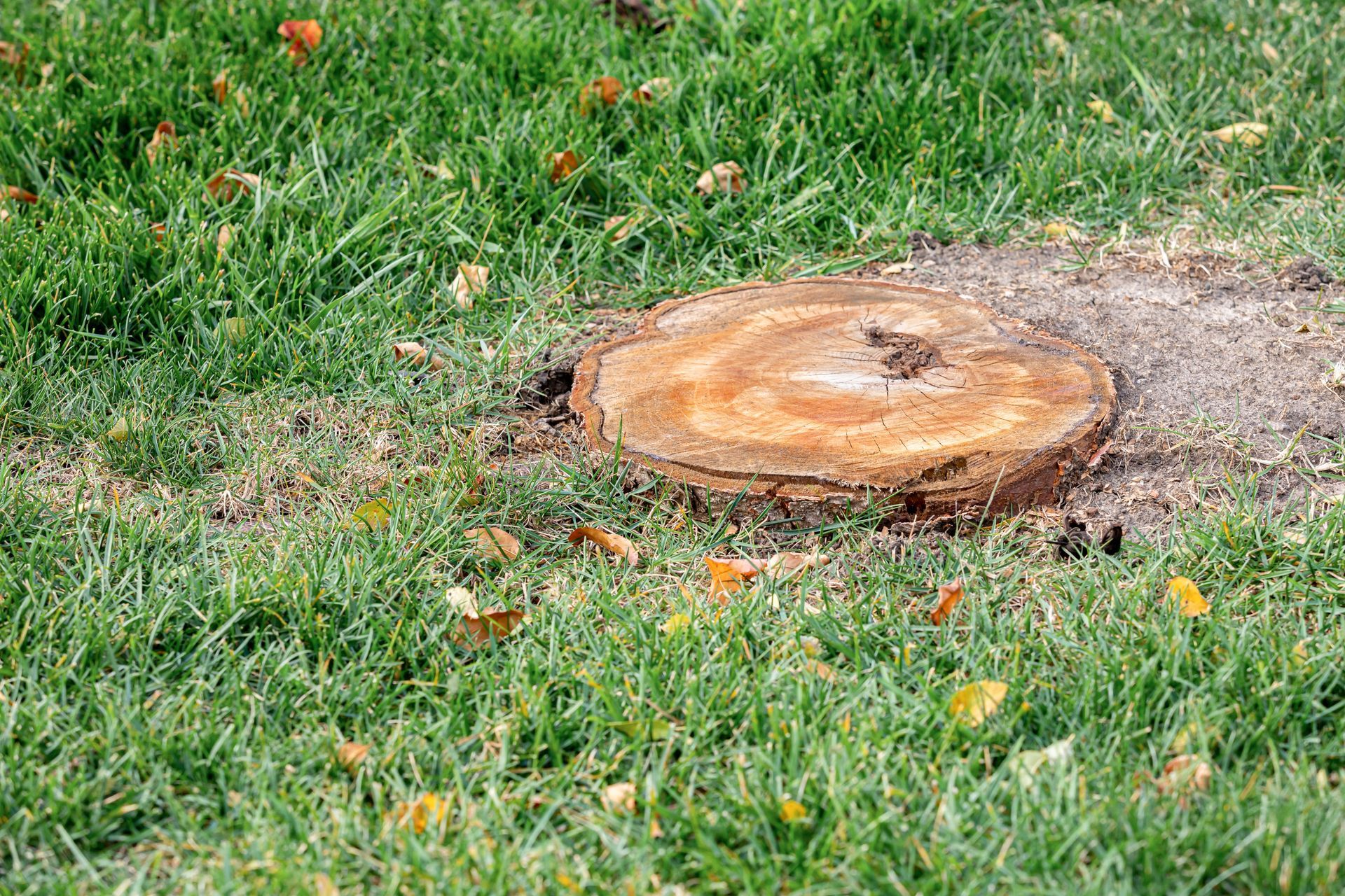 Tree stump in a grassy lawn with scattered orange leaves and bare dirt around it