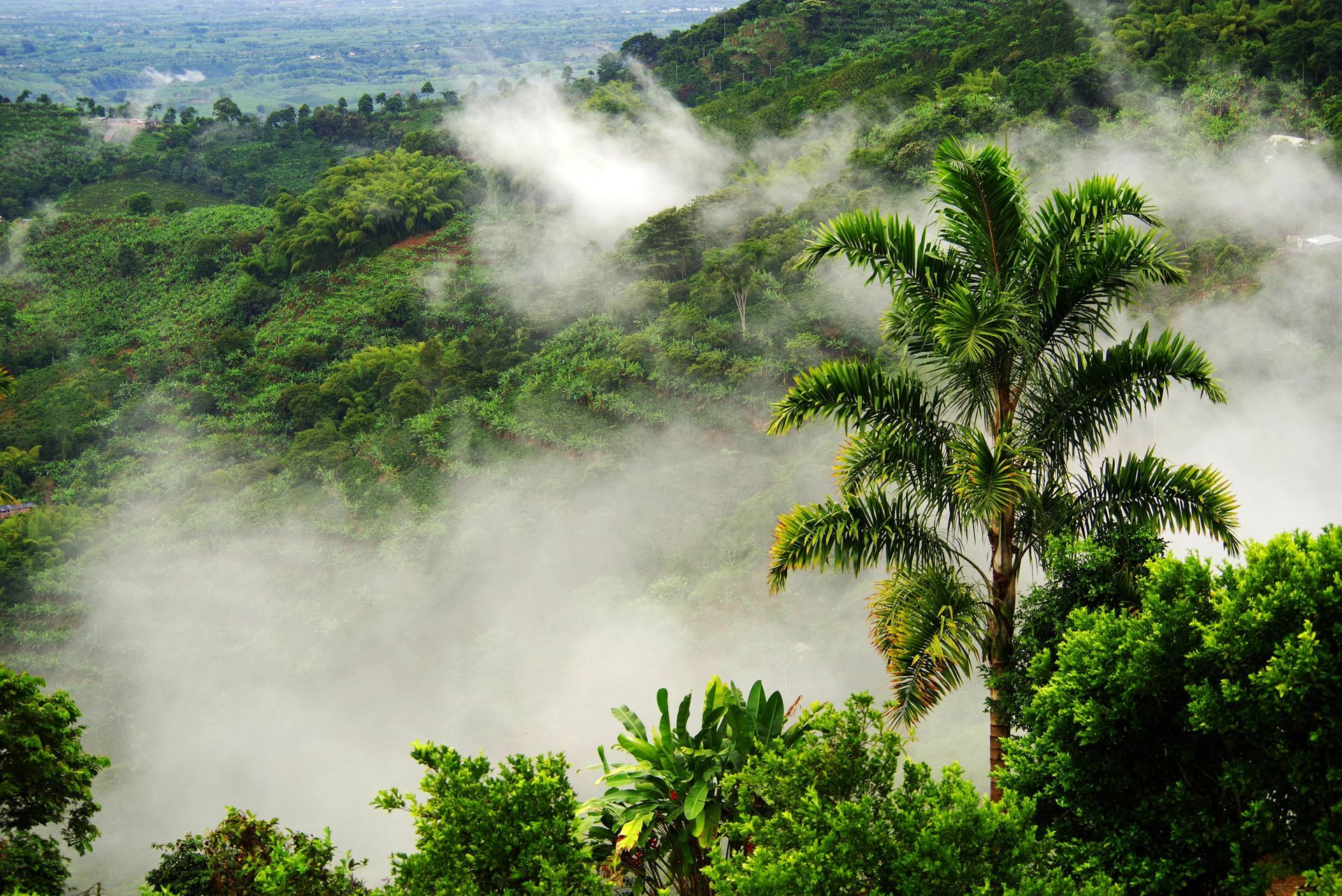 Colinas verdes onduladas con niebla y exuberante vegetación tropical.