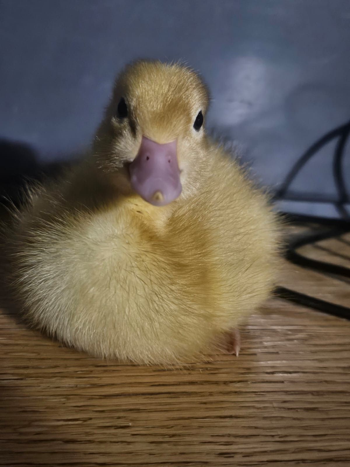 Mostyn Lodge Care Home Keynsham, Bristol | News