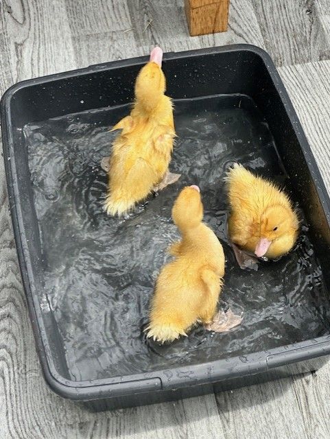 Mostyn Lodge Care Home Keynsham, Bristol | News