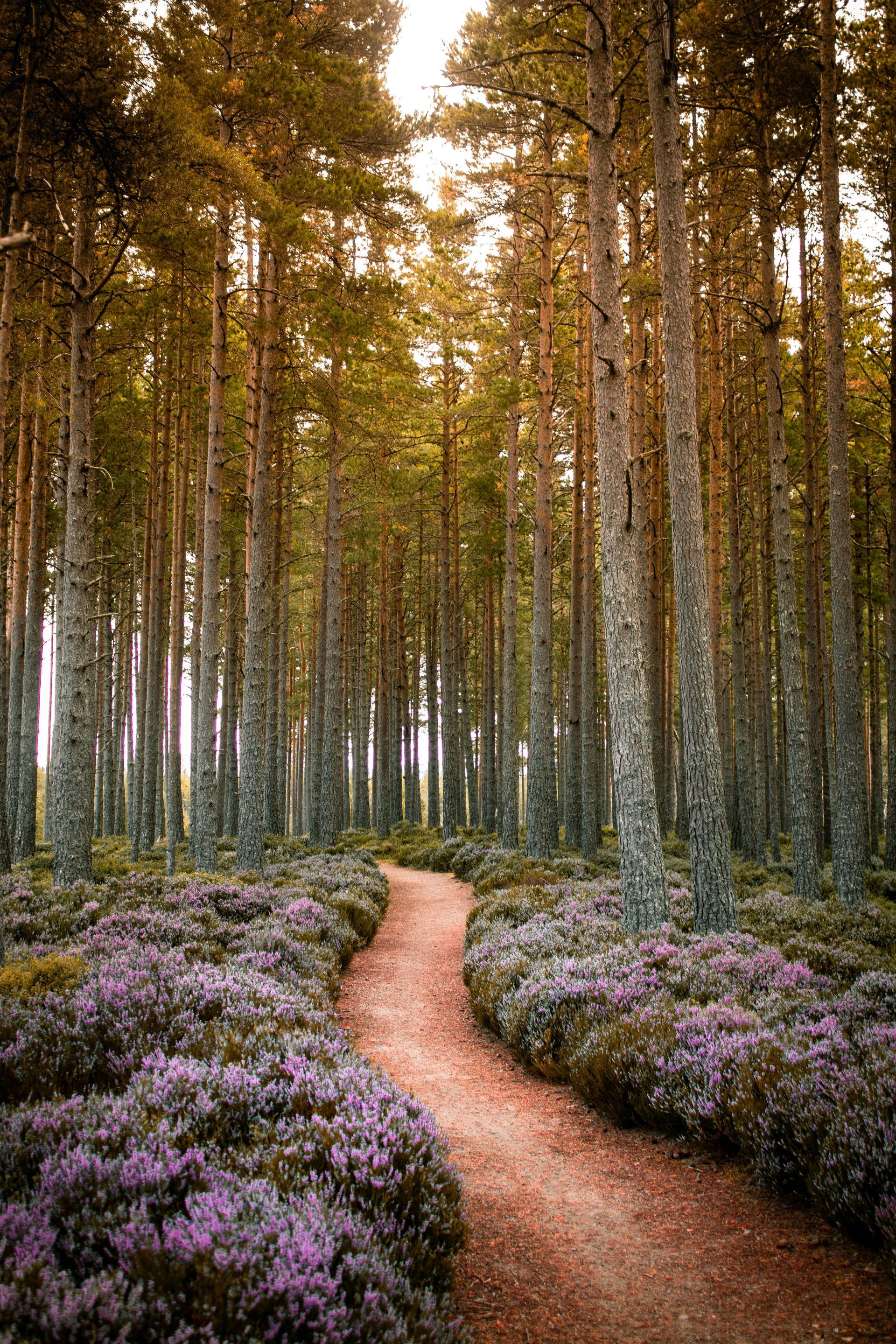 A path in the middle of a forest surrounded by purple flowers.