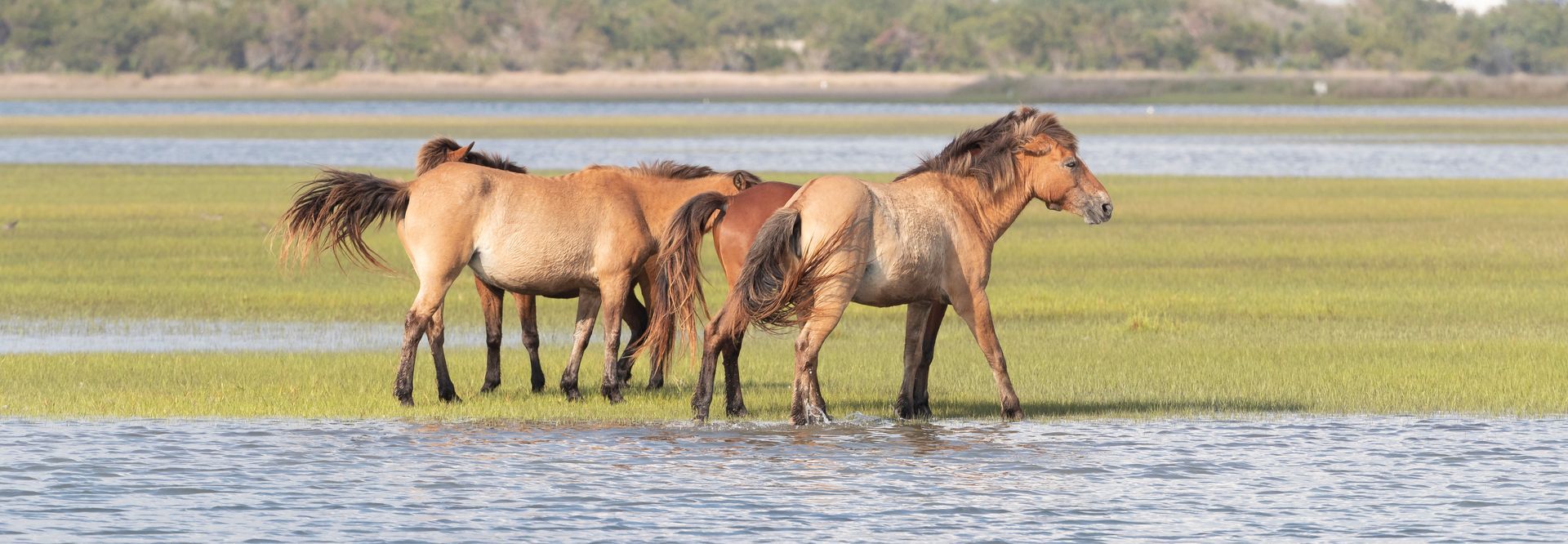 A herd of horses are standing in the water.