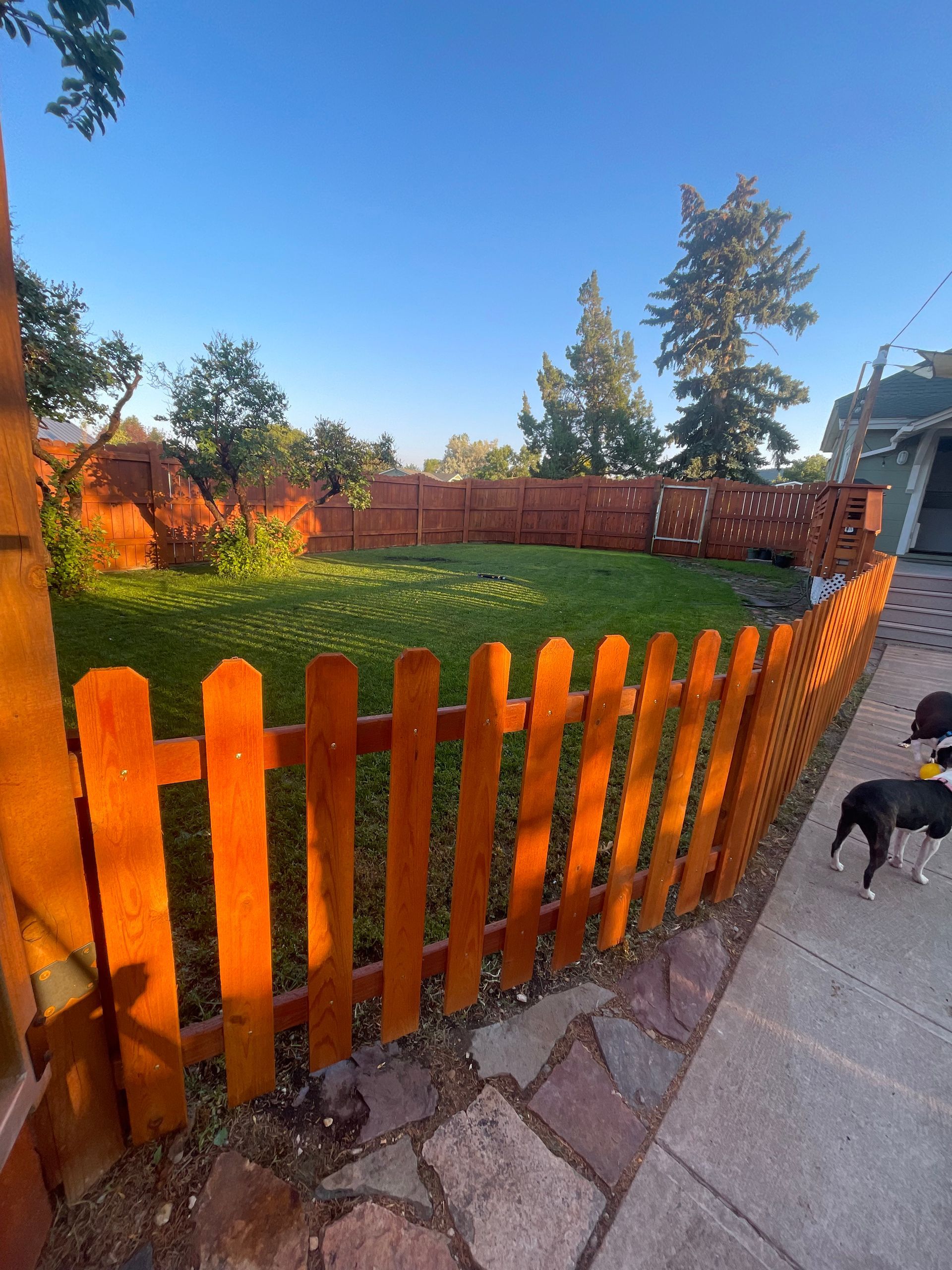 A sunny backyard featuring a wooden picket fence, a green lawn, and a black and white dog standing on a stone path.