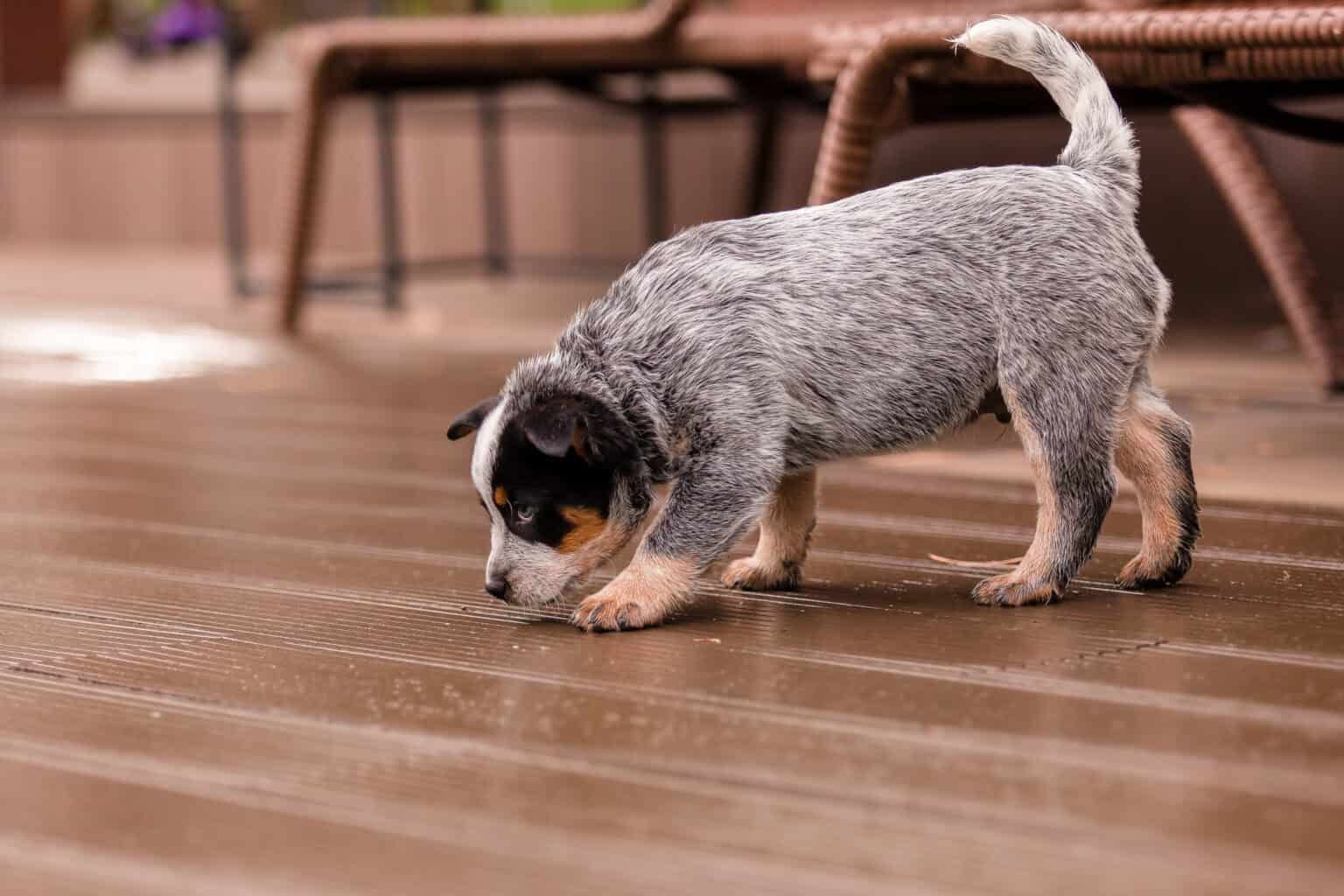 Blue heeler puppy sniffing a wet wooden deck.