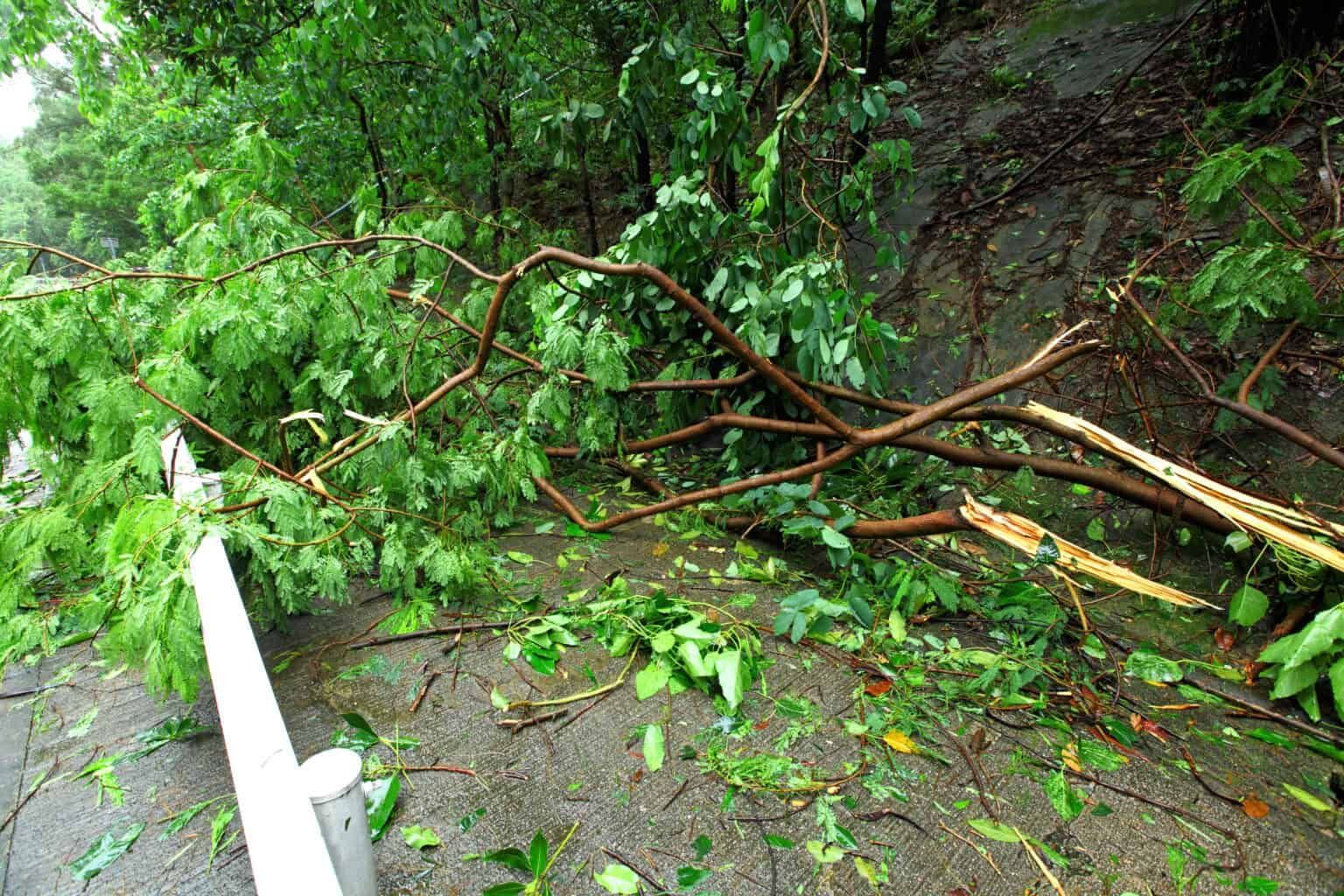Fallen tree branches on a wet road next to a guardrail.
