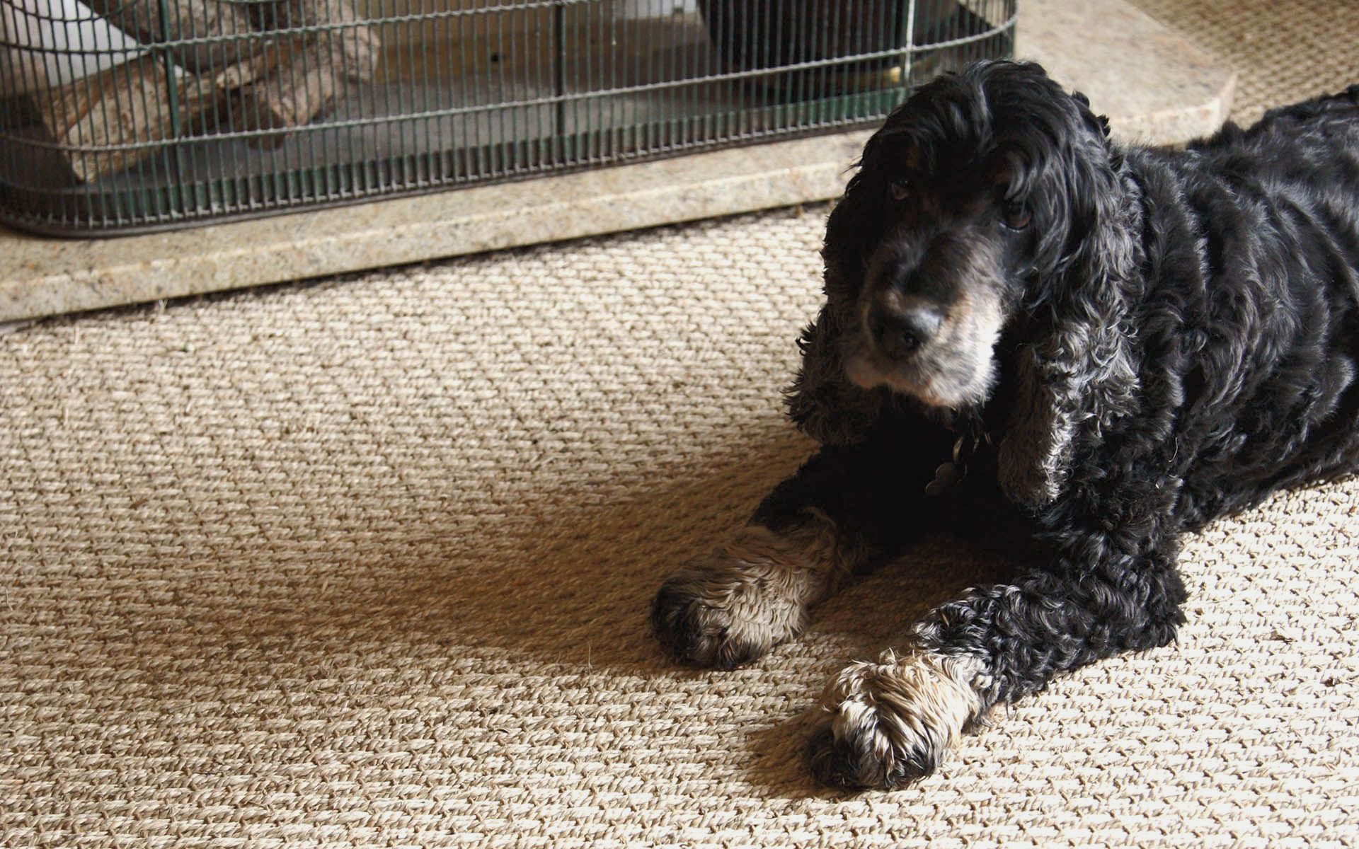 Unnatural flooring with dog, pet friendly flooring