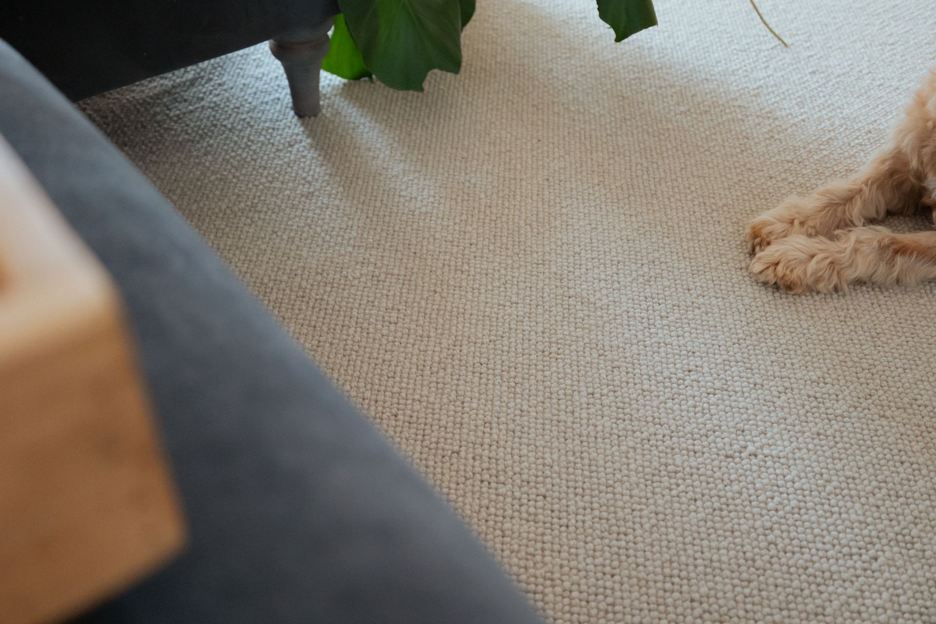 Neutral wool carpet flooring in living room Devon