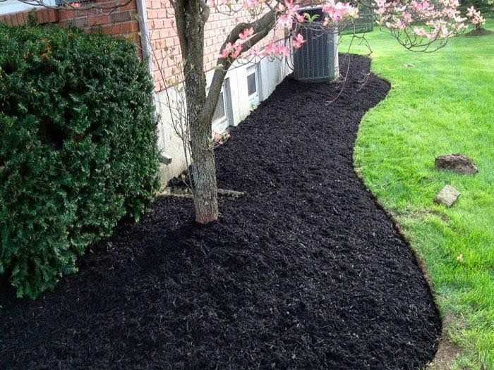 A tree is in the middle of a lush green yard surrounded by black mulch.