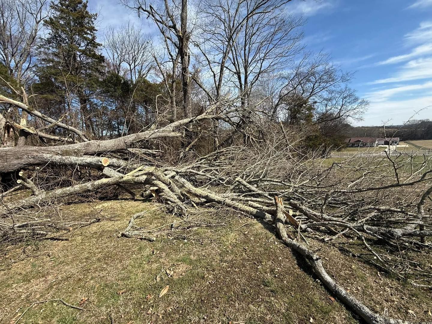 A pile of tree branches laying on the ground in a field.