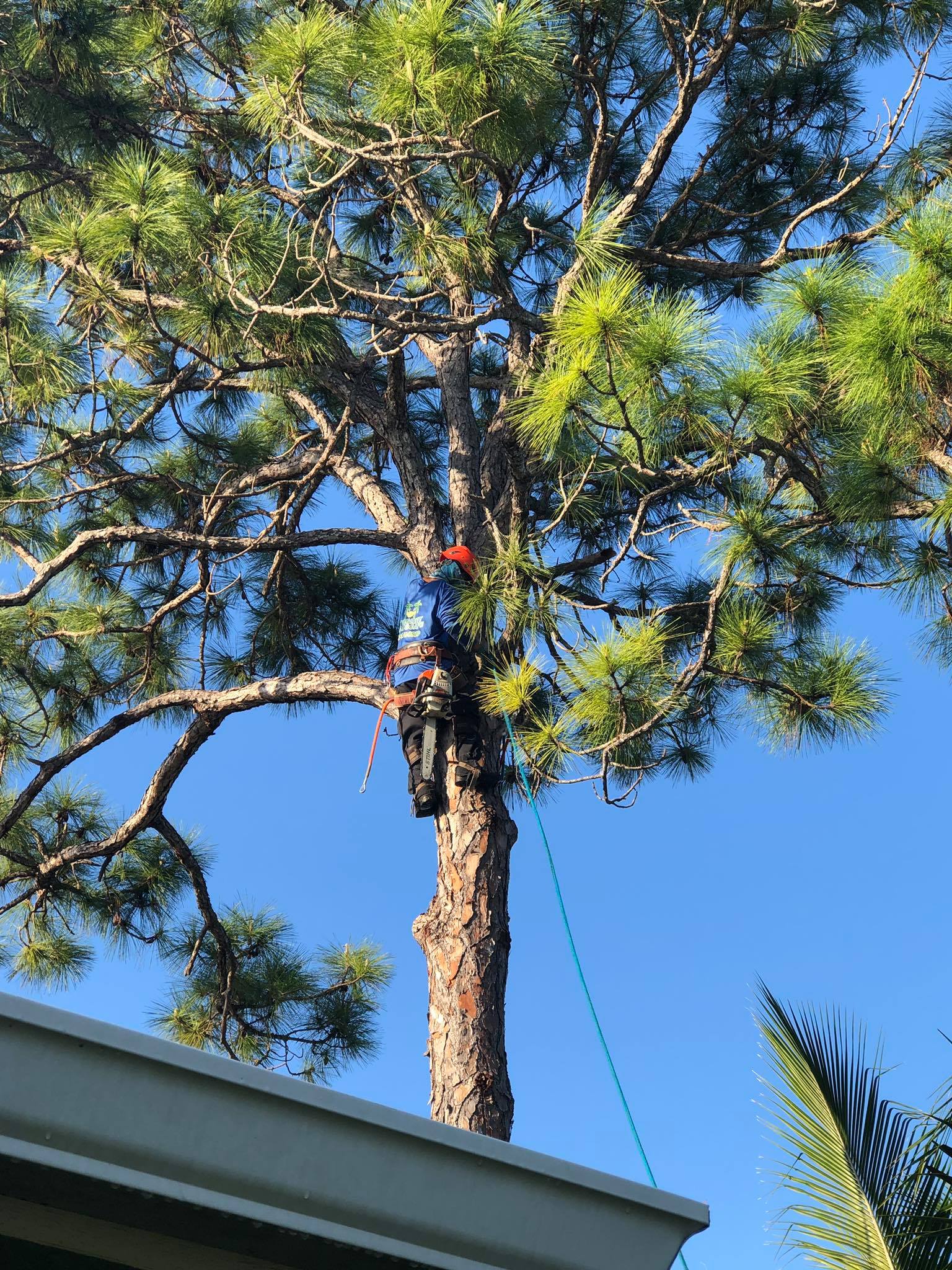 Tree Trimming West Palm Beach