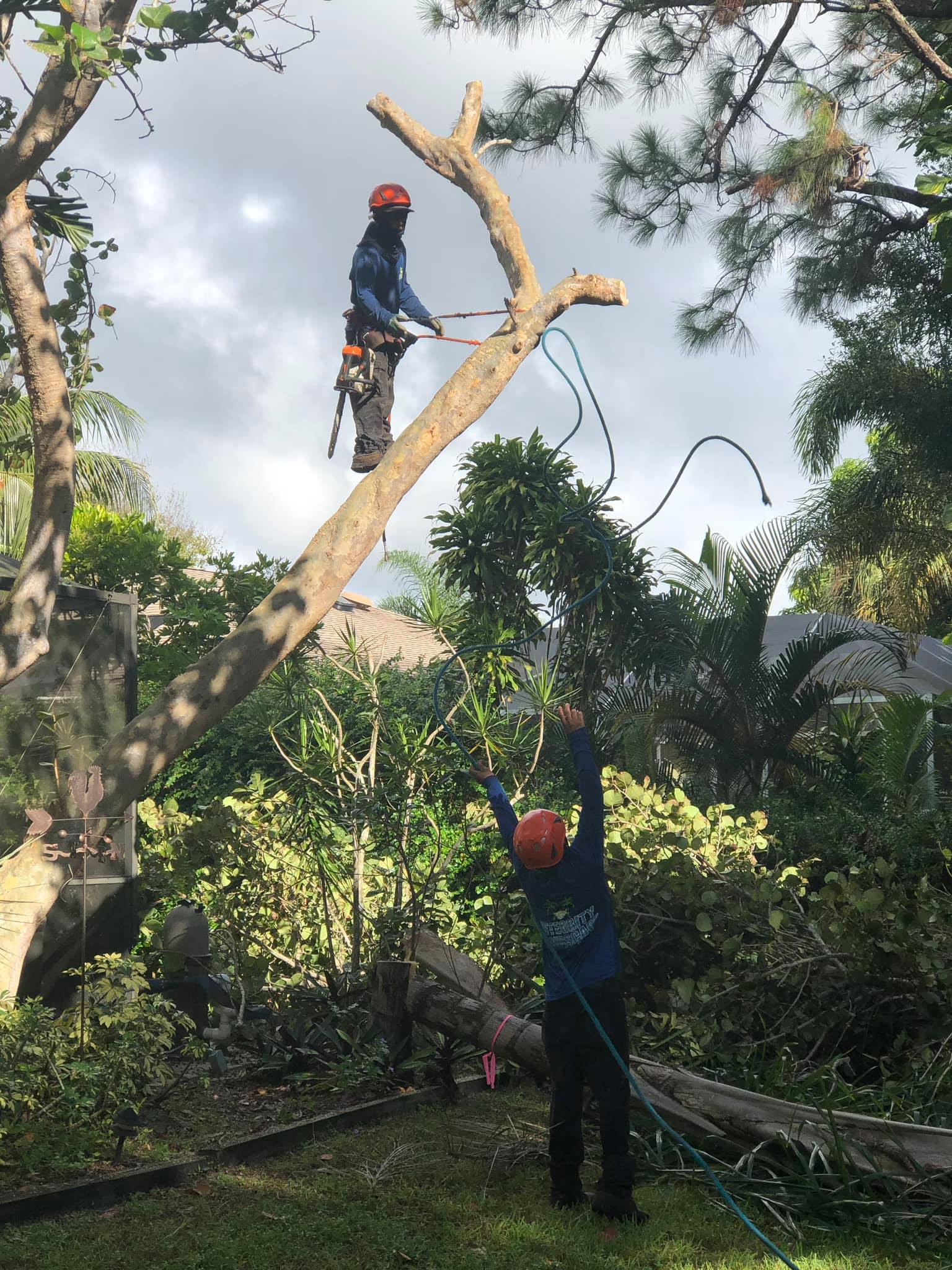 Tree Service & Removal West Palm Beach